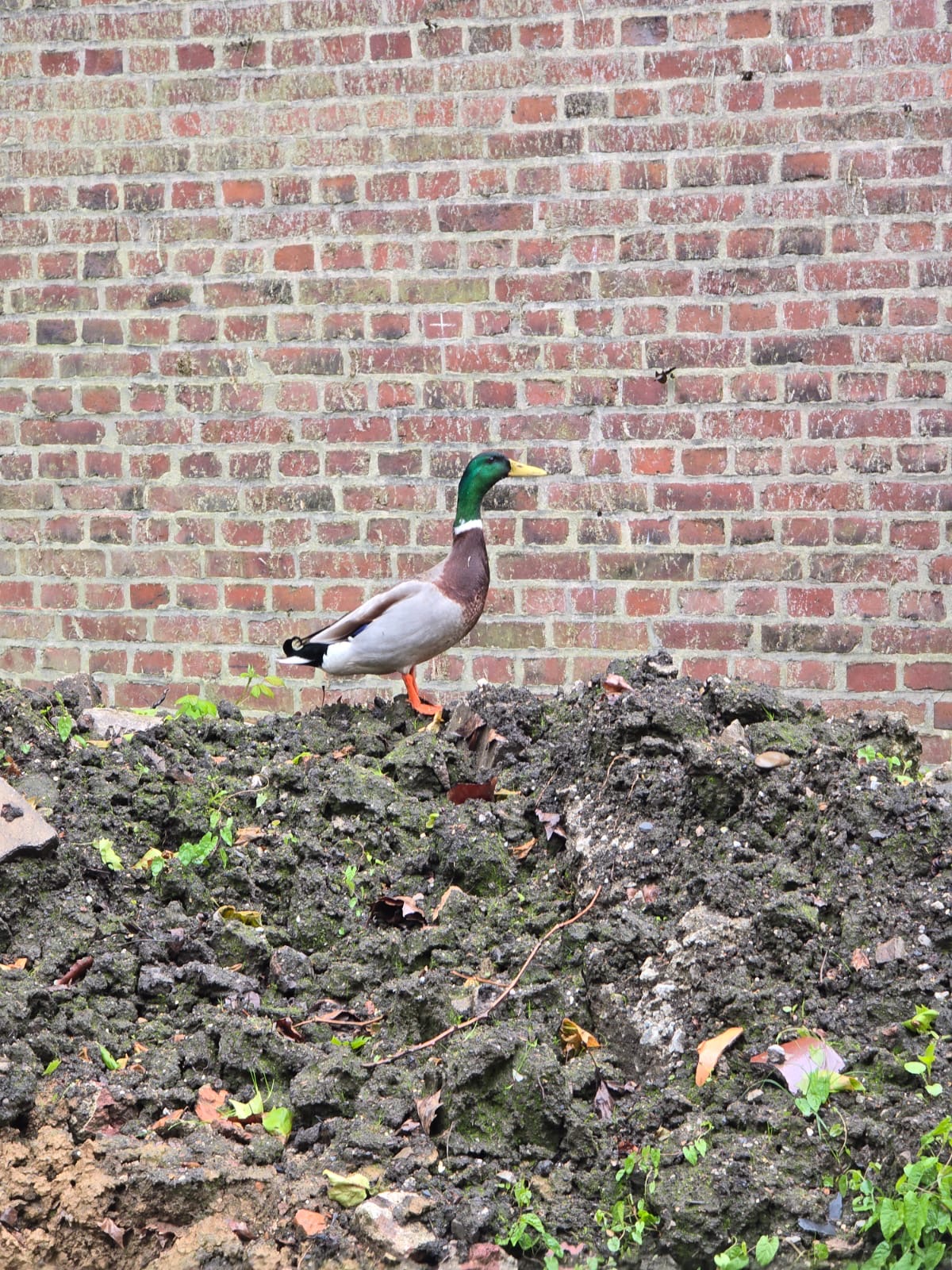 Gartenarbeiten mit Enten